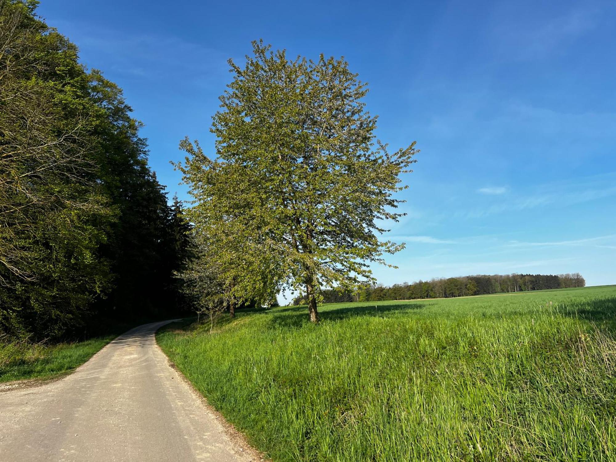Klosterberghaus - Kontaktloser Check-In Elchingen Exteriör bild